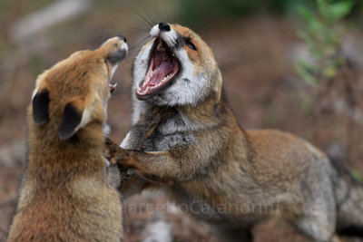 IMGX0784 foxfight 1500o.jpg
