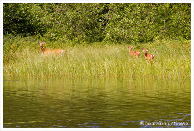 Cerf de Virginie (Biche et faons)