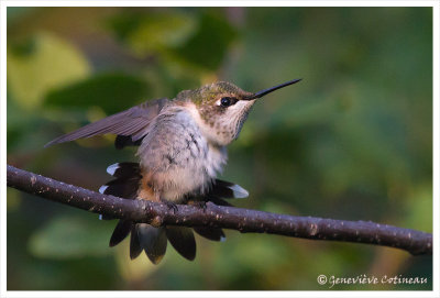 Colibri au crpuscule (m-j) 