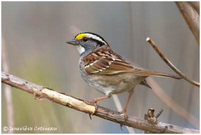 Bruant  gorge blanche / Zonotrichia albicollis 