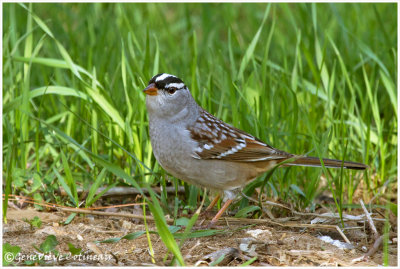 Bruant  couronne blanche / Zonotrichia leucophrys