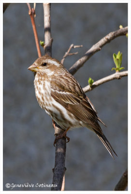 Roselin pourpré (f) / Carpodacus purpureus