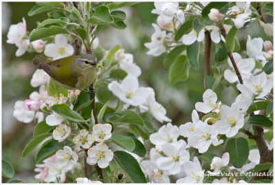 Paruline obscure / Leiothlypis peregrina
