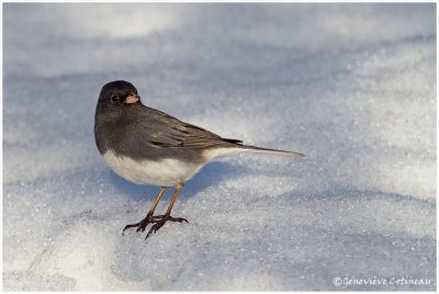 Junco ardois / Junco hyemalis