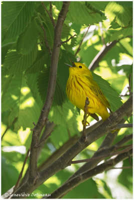 Paruline jaune (m) / Setophaga petechia