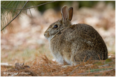 Lapin  queue blanche / Sylvilagus floridanus