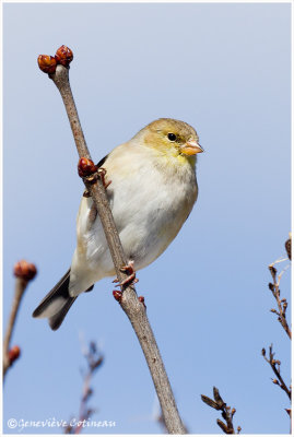 Chardonneret jaune (f) / Spinus tristis