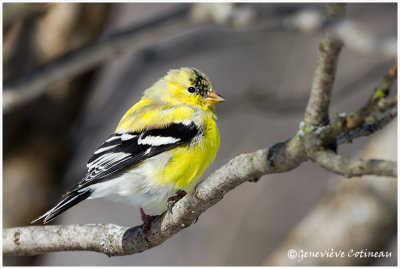 Chardonneret jaune (m) / Spinus tristis