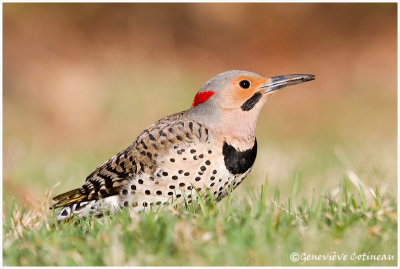 Pic flamboyant  (m) / Colaptes auratus