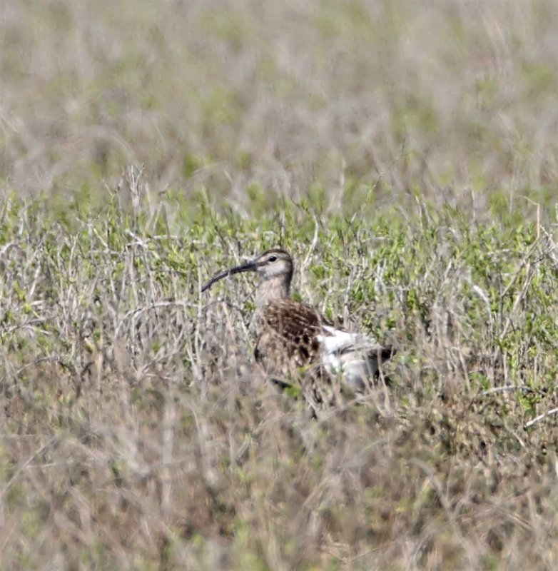 European Whimbrel_9451.jpg
