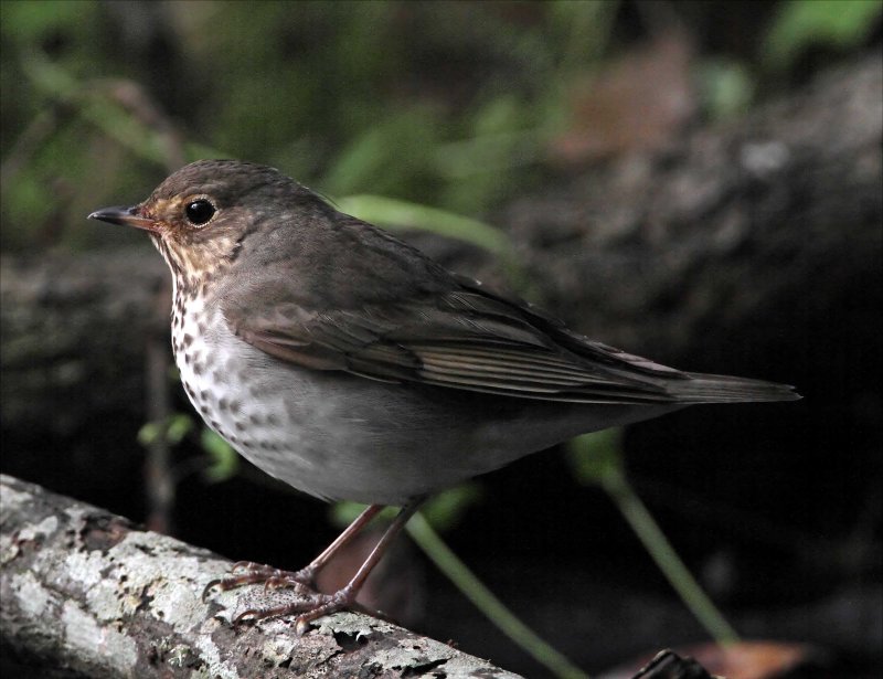 Gray-cheeked Thrush_8660.jpg