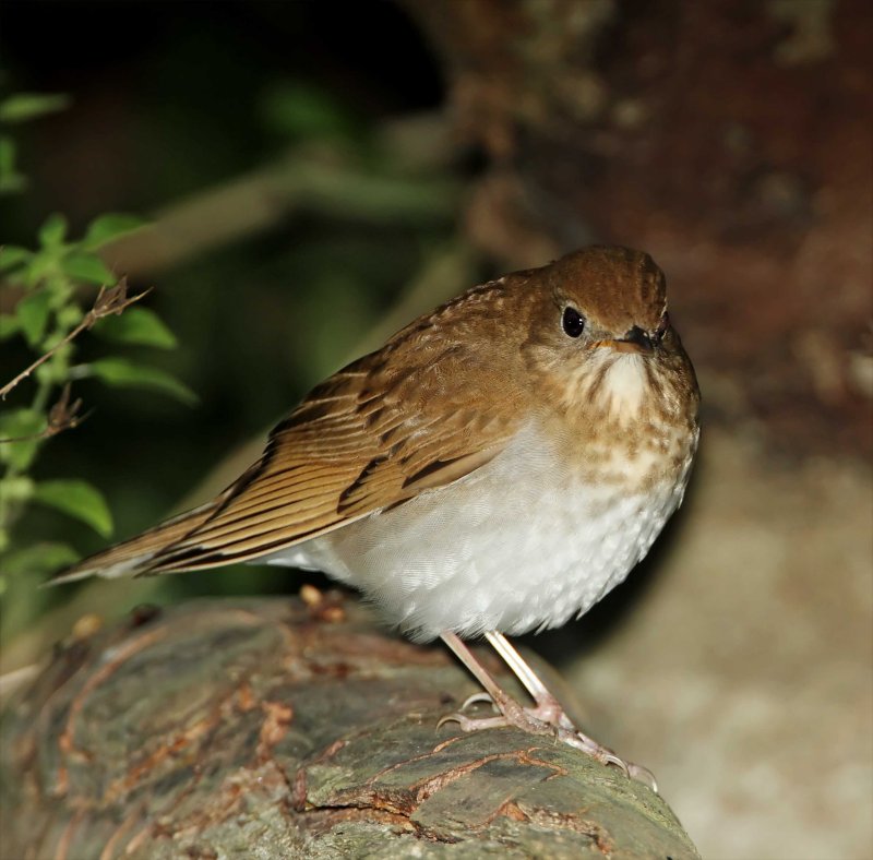 Veery_8656.jpg