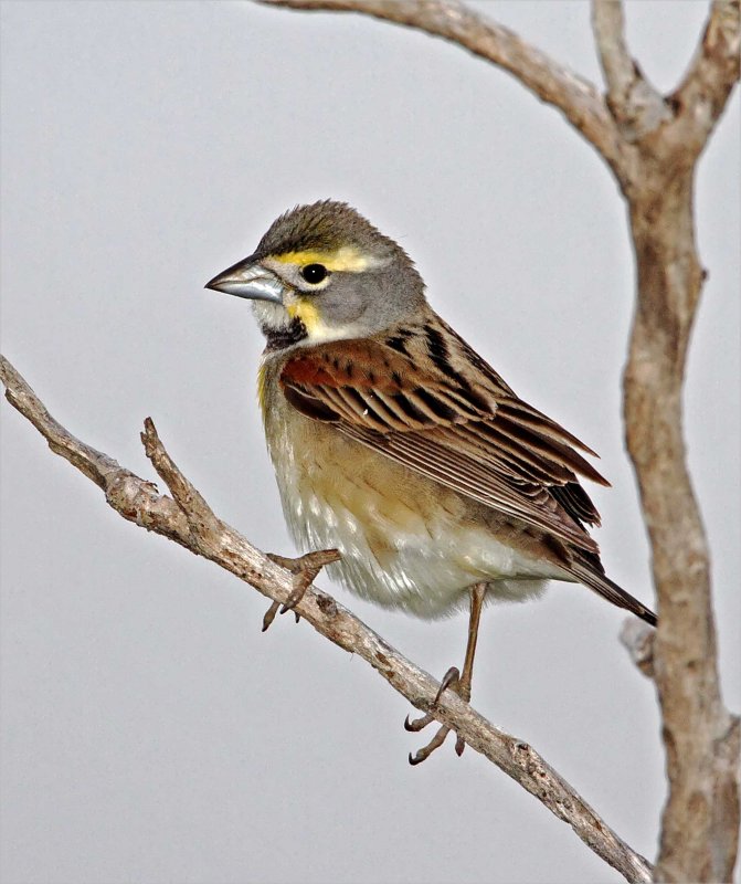 Dickcissel - male_8531.jpg