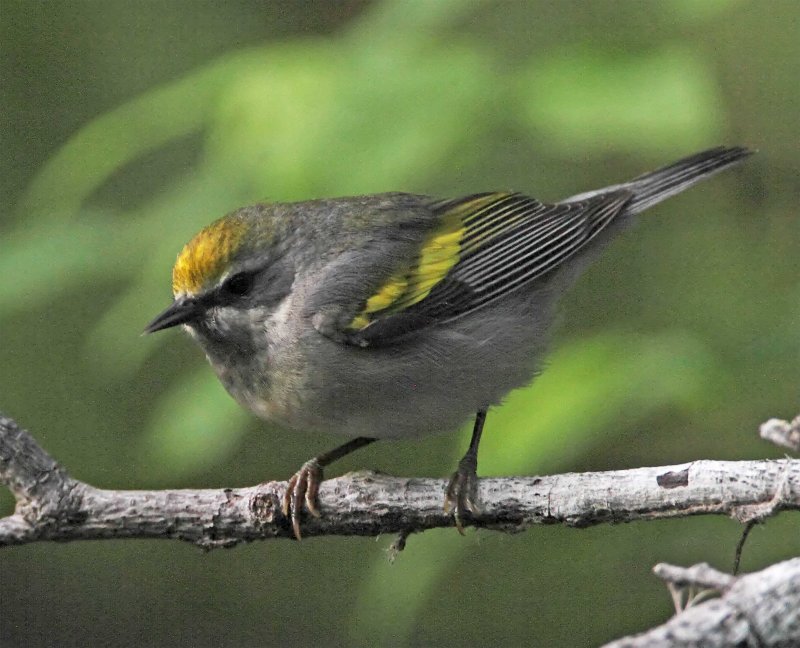 Golden-winged Warbler - female_8662.jpg