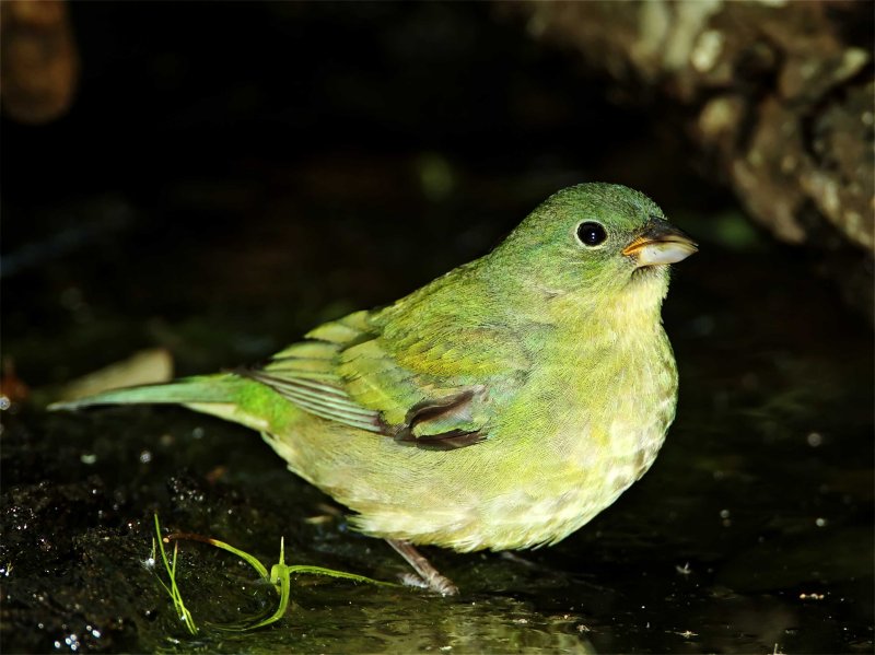 Painted Bunting - female_9008.jpg