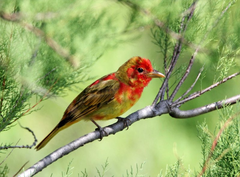 Summer Tanager - 1st year male_8459.jpg
