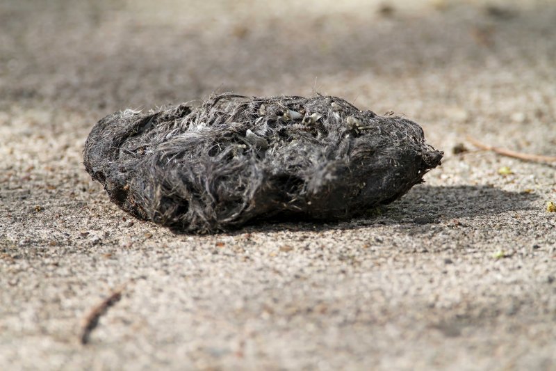 Owl pellet_6764.jpg