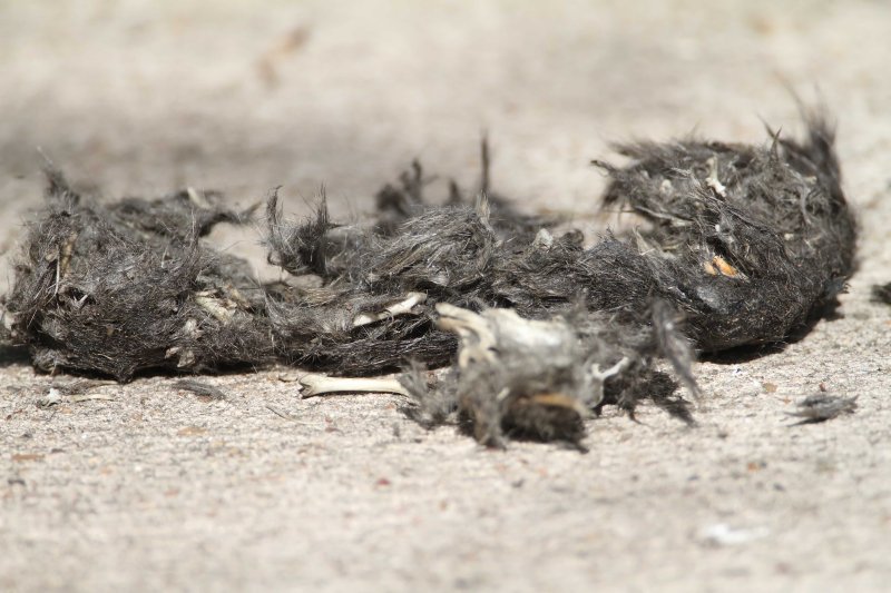 Owl pellet_6838.jpg