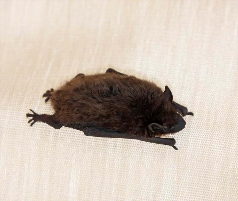 Tricolored Bat_5211.jpg