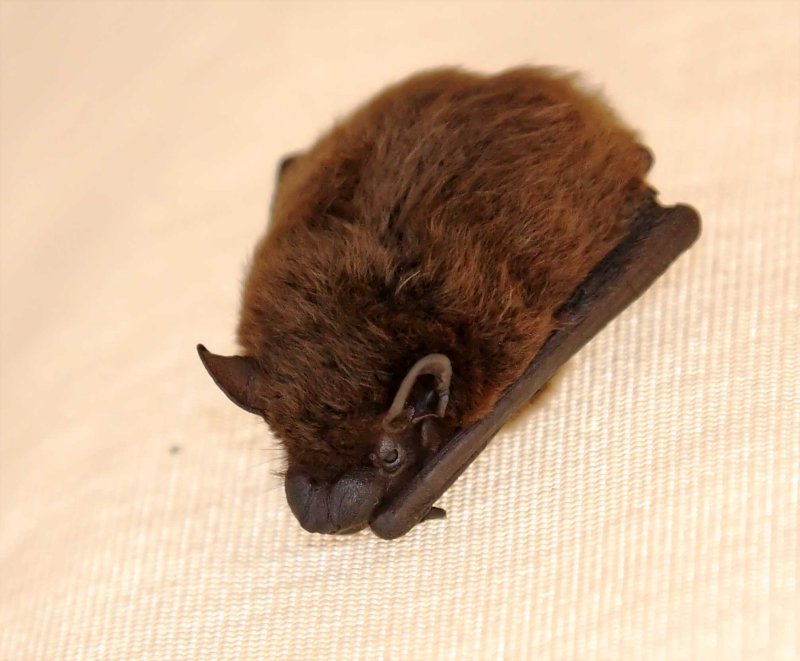 Tricolored Bat_5210.jpg