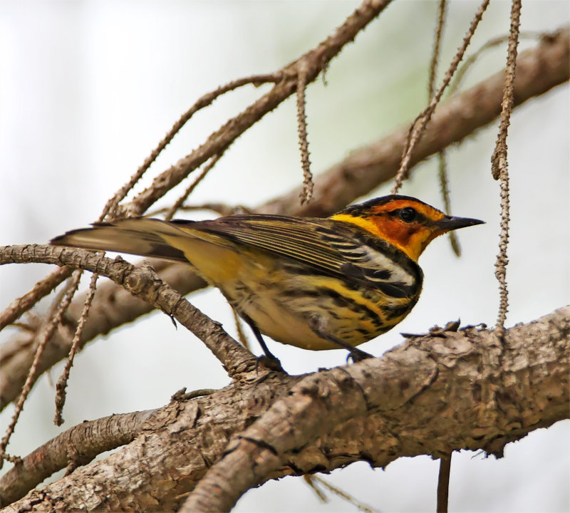 Cape May Warbler - male_0280.jpg