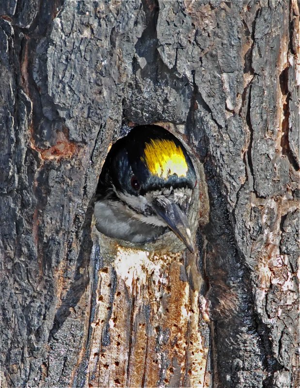 Black-backed Woodpecker - male_9832.jpg