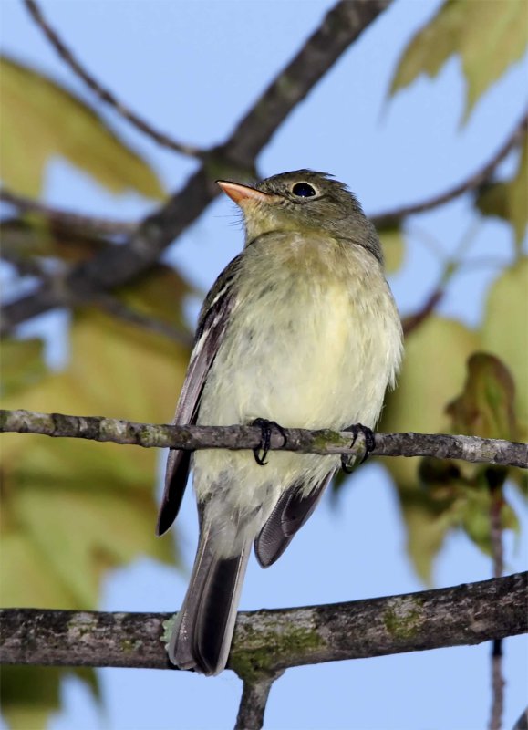 Yellow-bellied Flycatcher_0606 copy.jpg