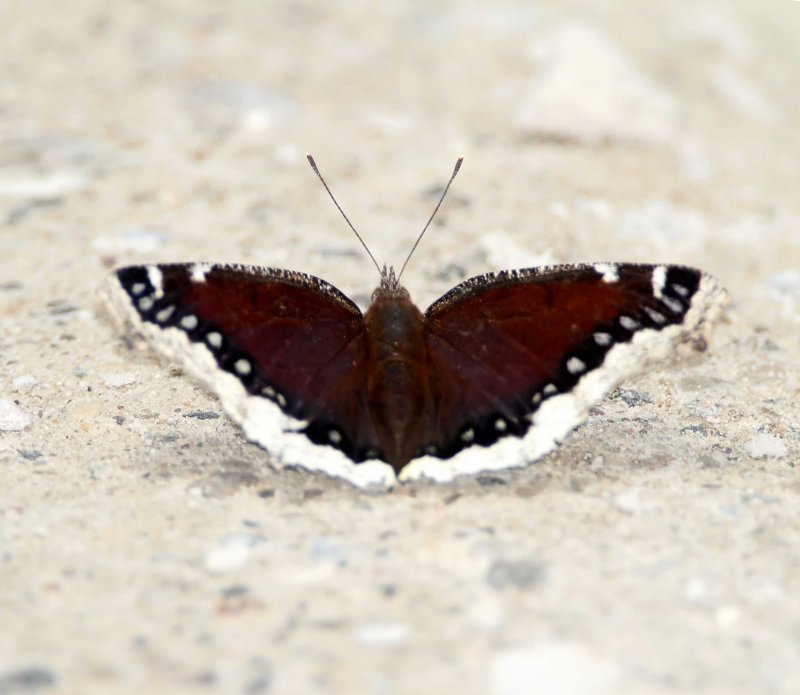 Mourning Cloak_0207.jpg