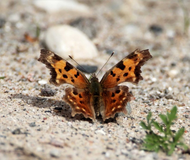 Eastern Comma_0166.jpg