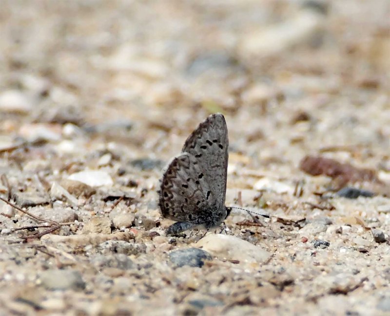 Spring Azure_0198.jpg