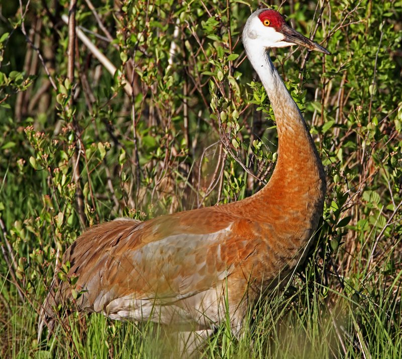 Sandhill Crane - adult_0443.jpg