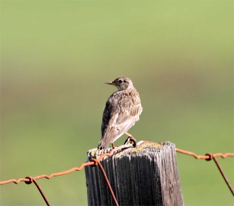 Eurasian Skylark_1023.jpg