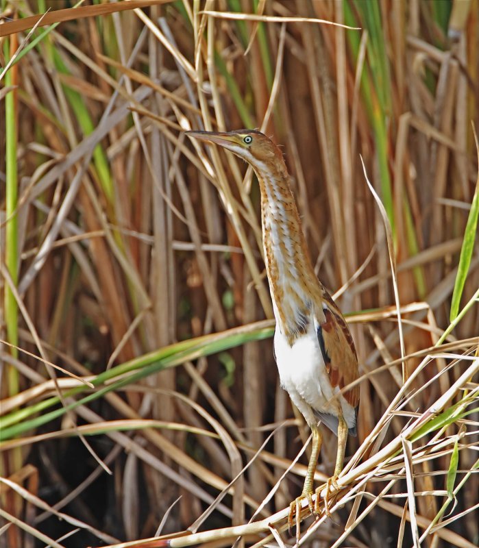 Least Bittern_1760.jpg