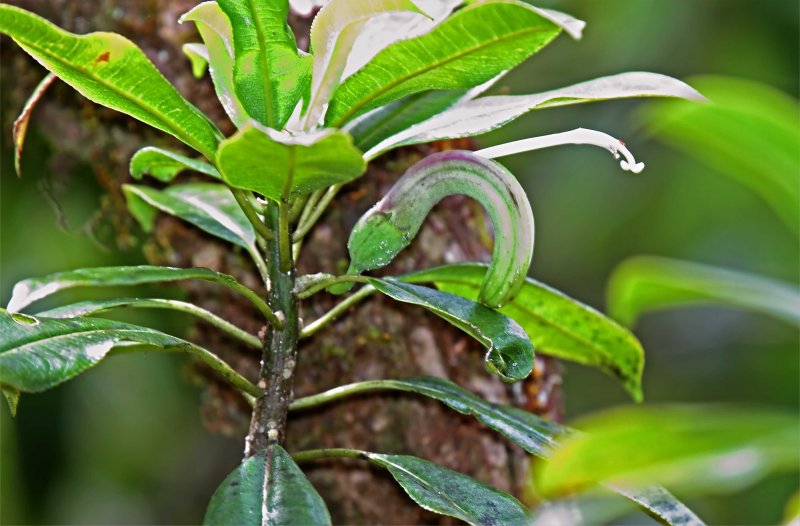 Lobelia_0534.jpg