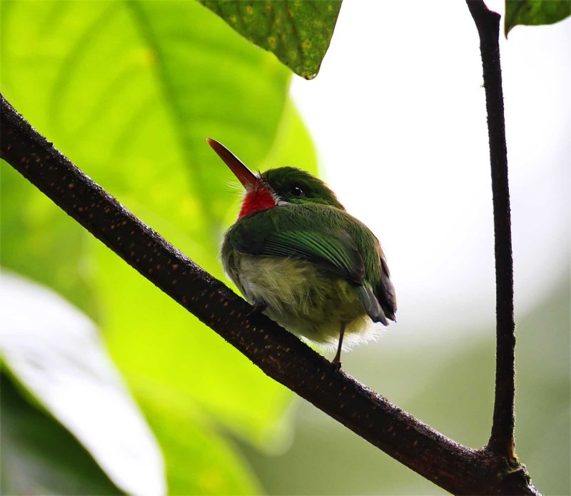 Puerto Rican Tody_2961.jpg