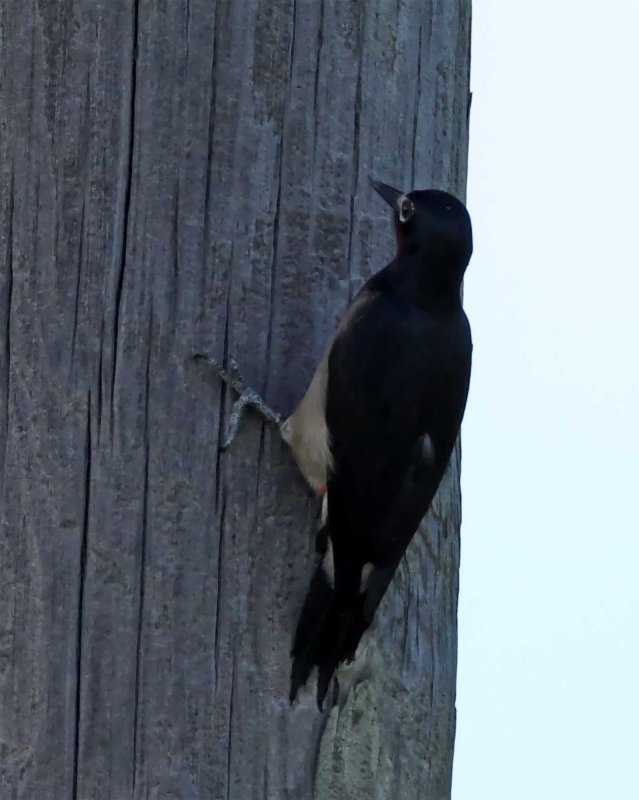 Puerto Rican Woodpecker_3154.jpg