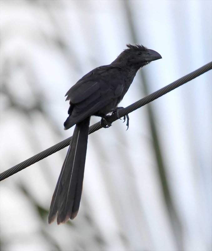 Smooth-billed Ani_3218.jpg