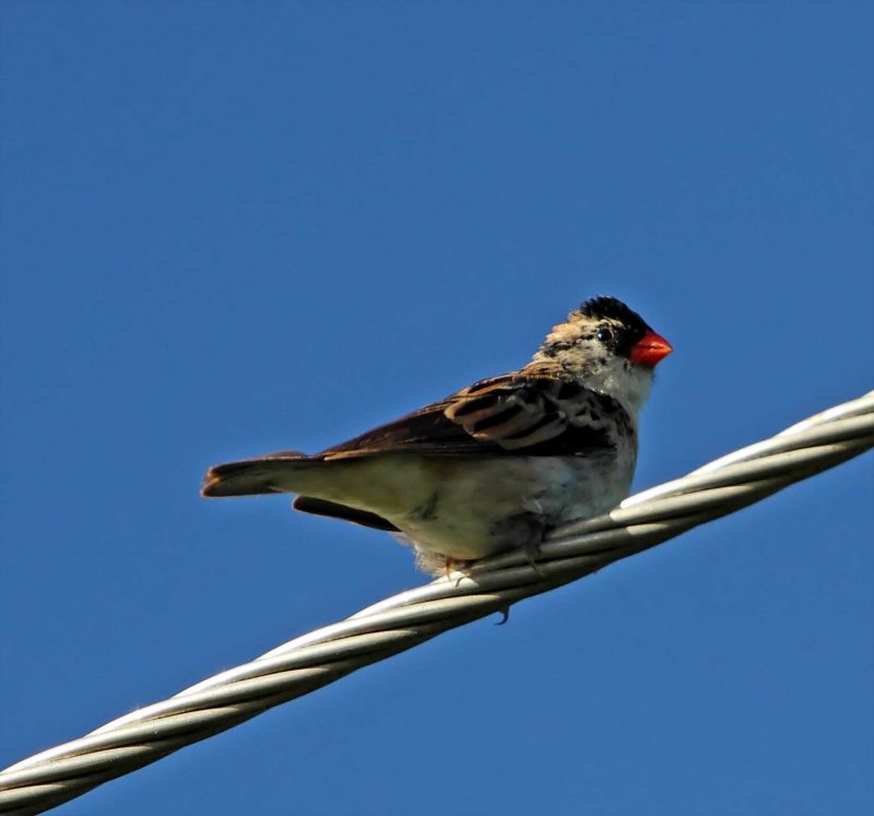 Pin-tailed Whydah - female_3115.jpg