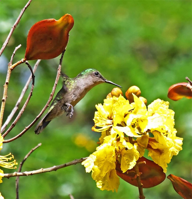 Antillean Crested Hummingbird - female_7719.jpg