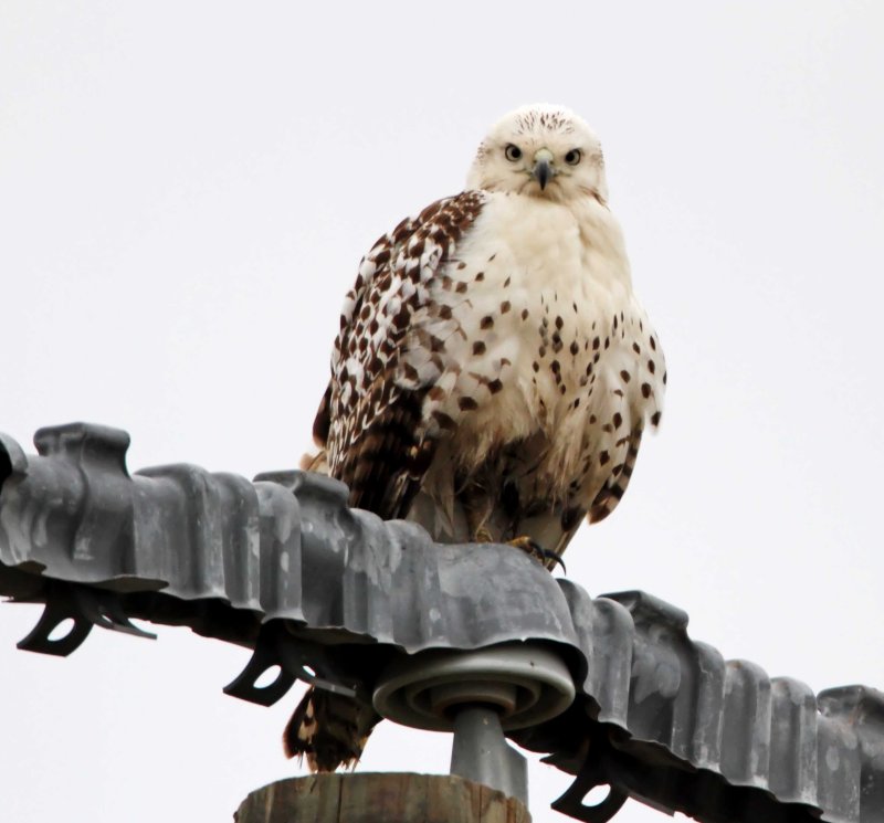 Kriders Red-tailed Hawk - juvenile_3575.jpg