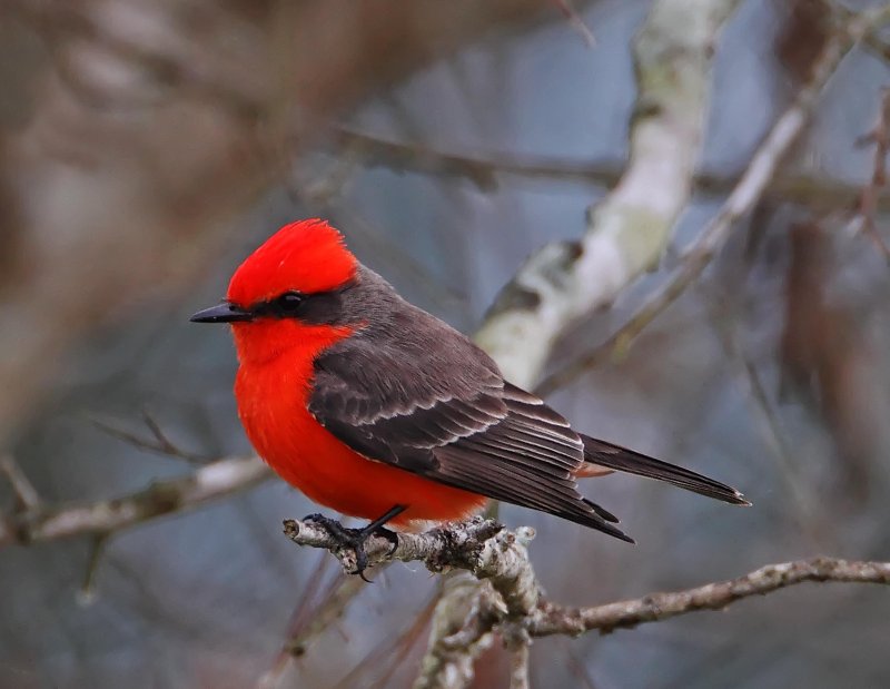 Vermilion Flycatcher_3833.jpg