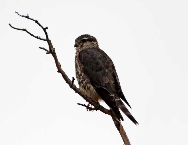Merlin_3713.jpg