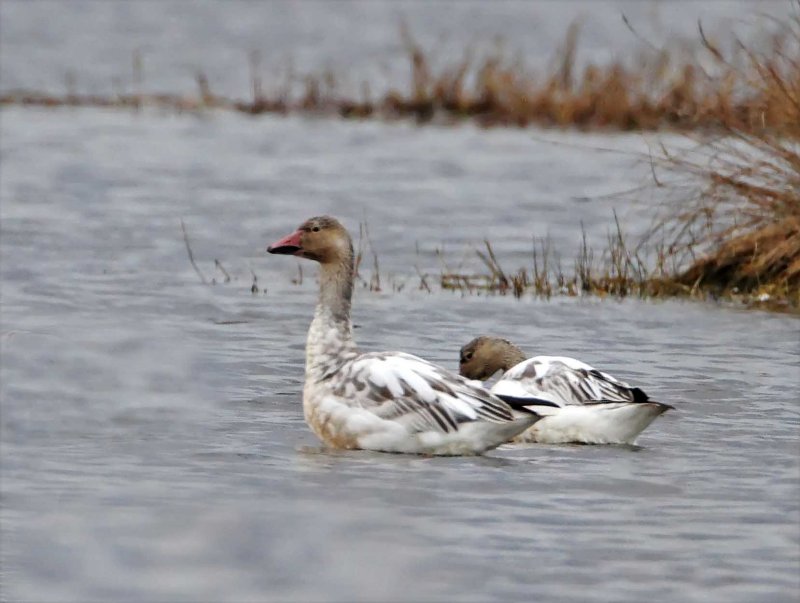 Snow Goose - juvenile_3622.jpg