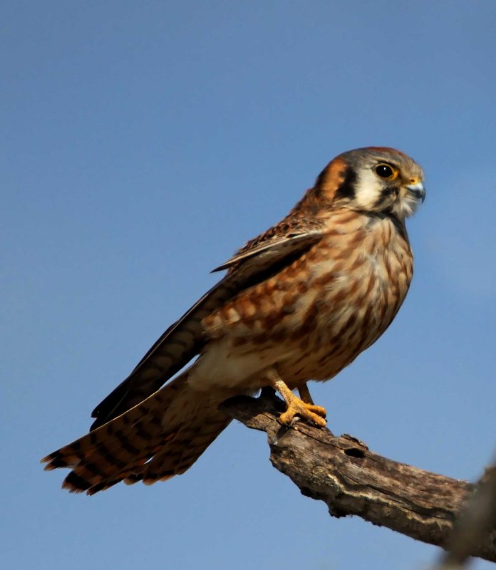 American Kestrel - female_5212.jpg