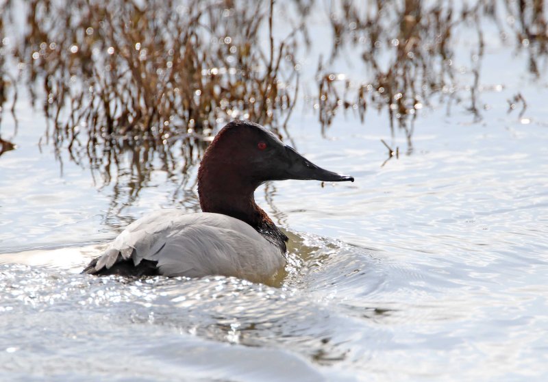 Canvasback_5271.jpg