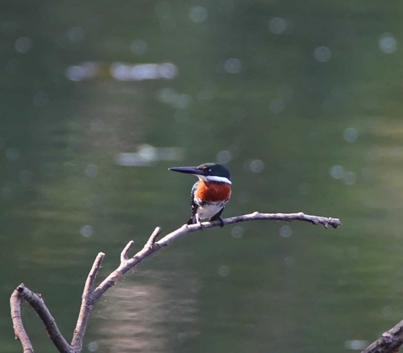 Green Kingfisher - male_7948.jpg