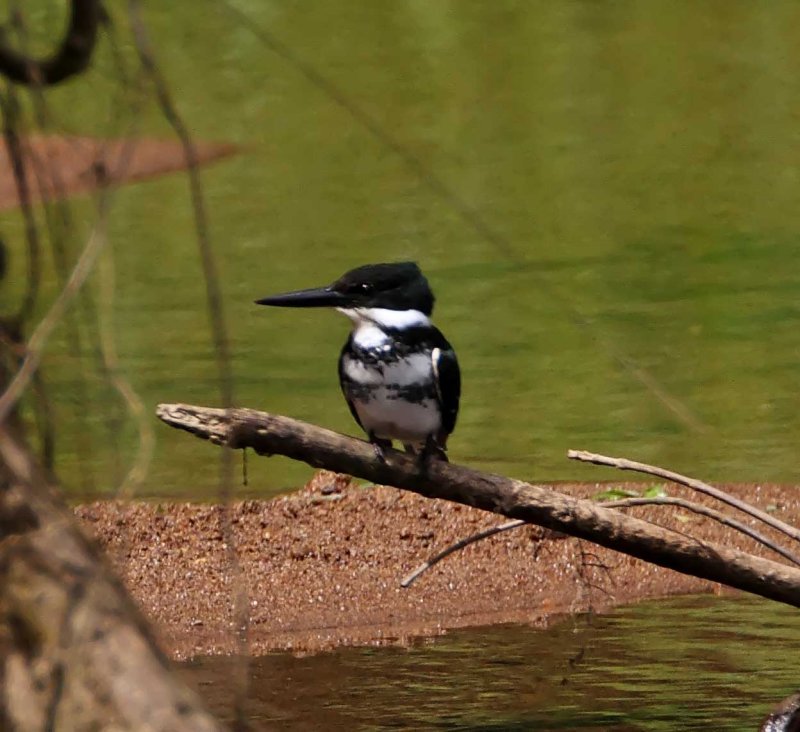 Green Kingfisher - female_9448.jpg