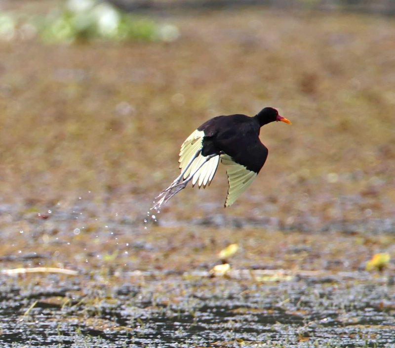 Wattled Jacana_9089.jpg
