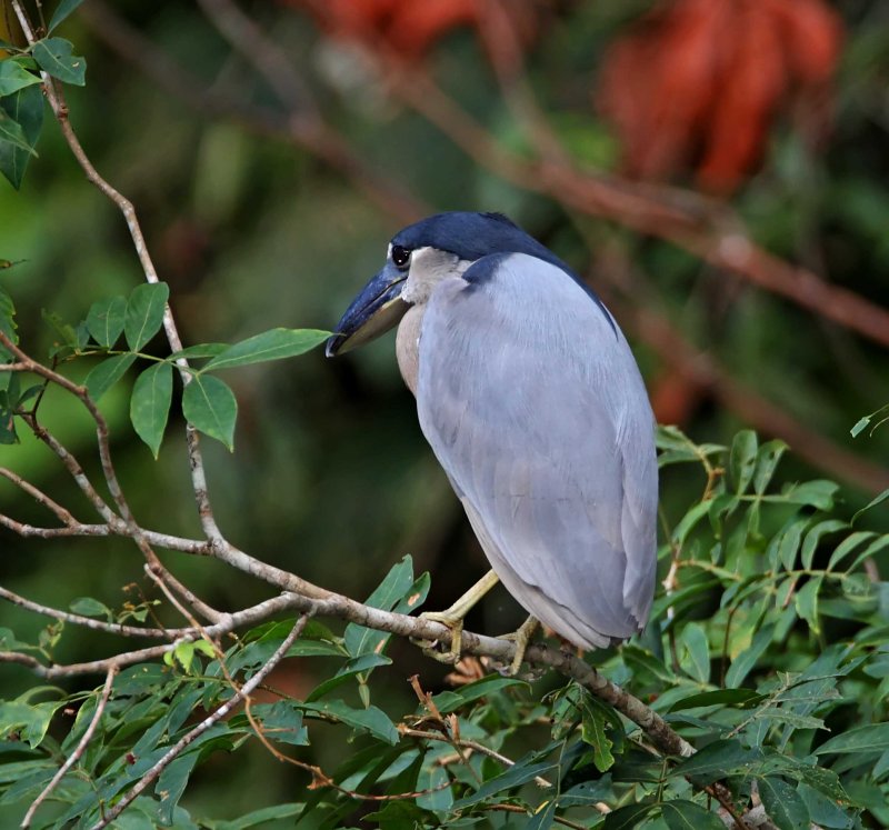 Boat-billed Heron - adult_6229.jpg