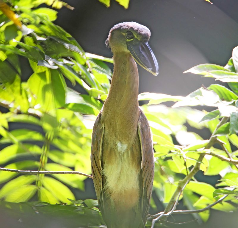 Boat-billed Heron - juvenile_7961.jpg